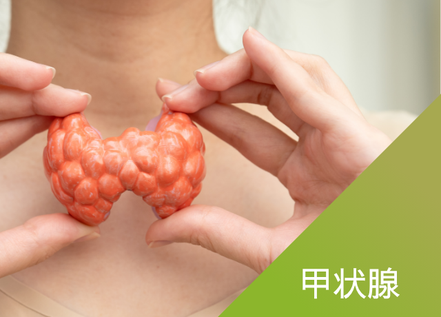 甲状腺